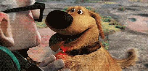 dog-from-up.gif