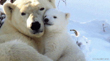 polar bear time GIF