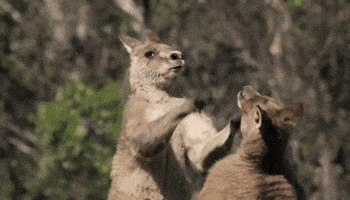 fight kangaroo GIF