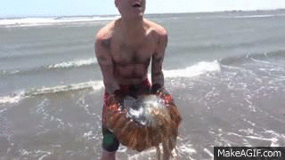KmfvMXj.gif
