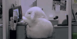 tumblr_m3xdybL88A1roy01jo1_250.gif