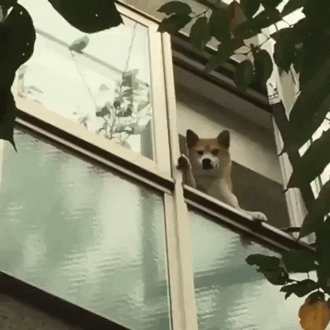giphy.gif