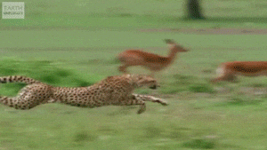 X8zJ1PEYrkcrS.gif