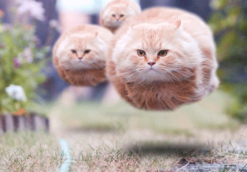 tumblr_mkpsw2W5cV1s21ju0o1_500.gif