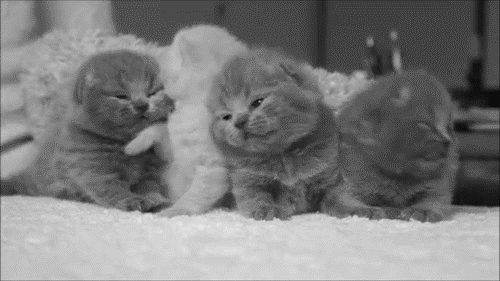 tumblr_mf97315VPu1r7u90zo1_500.gif