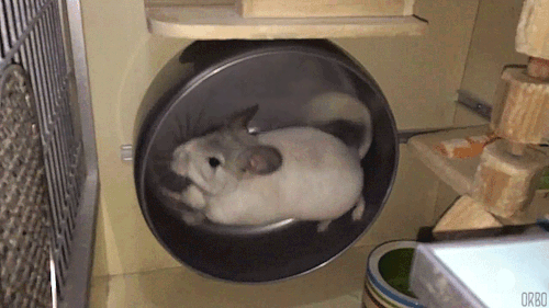 tumblr_njs6ko1xPS1rjlj53o1_500.gif