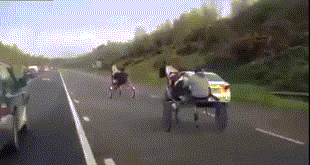 pGiutJ3.gif