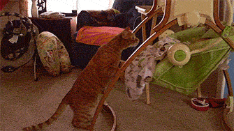 7brbMDjKlWfMA.gif
