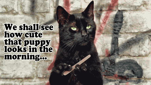 tumblr_m55ol78uuE1rp428ao1_500.gif