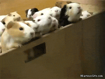 KJnk9.gif