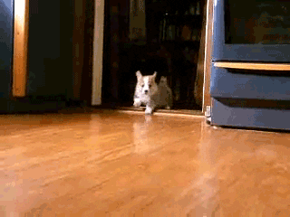 6Syvi1eamv4Ag.gif