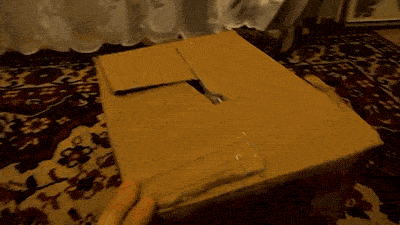 giphy.gif