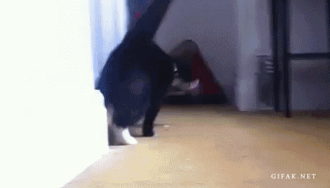 wQzipgpBrekV2.gif