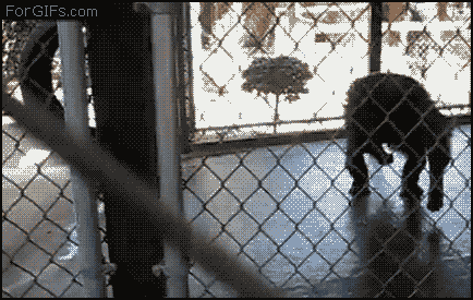 DiQQX.gif