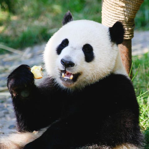 an-unidentified-giant-panda-at-chengdu-munches-on-an-apple.jpg