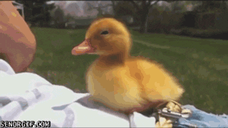 giphy.gif