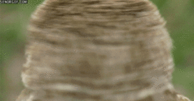 tumblr_mwszqwcKCY1t0fb78o1_400.gif