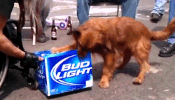 giphy-tumblr.gif