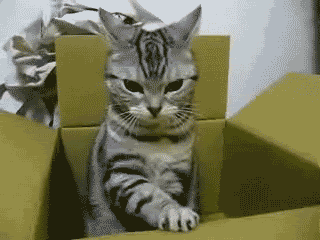 tumblr_lek71y8YXo1qakx30.gif