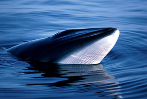 whale_minke_353566.jpg