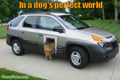 funny-dog-in-a-dogs-perfect-world.jpg