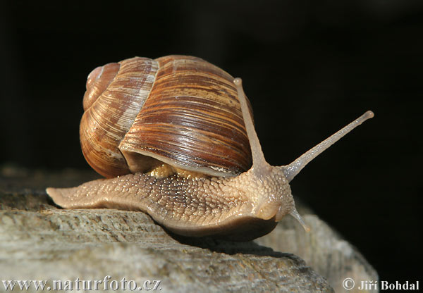 snail_2.jpg