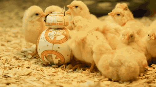 giphy.gif