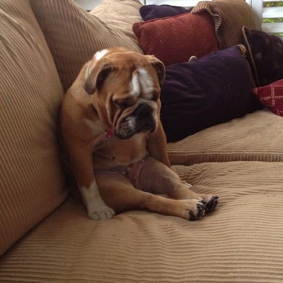 05-Dogs-That-Really-Need.jpg