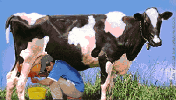 milk-cow.gif