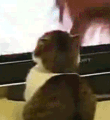 tumblr_inline_n2k4w31SJY1qjdu93.gif