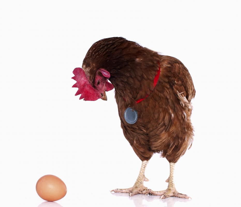 chicken-with-egg.jpg