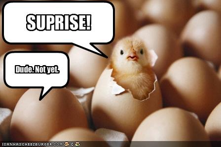 funny-pictures-surprise-chicken-is-a-little-early1.jpg