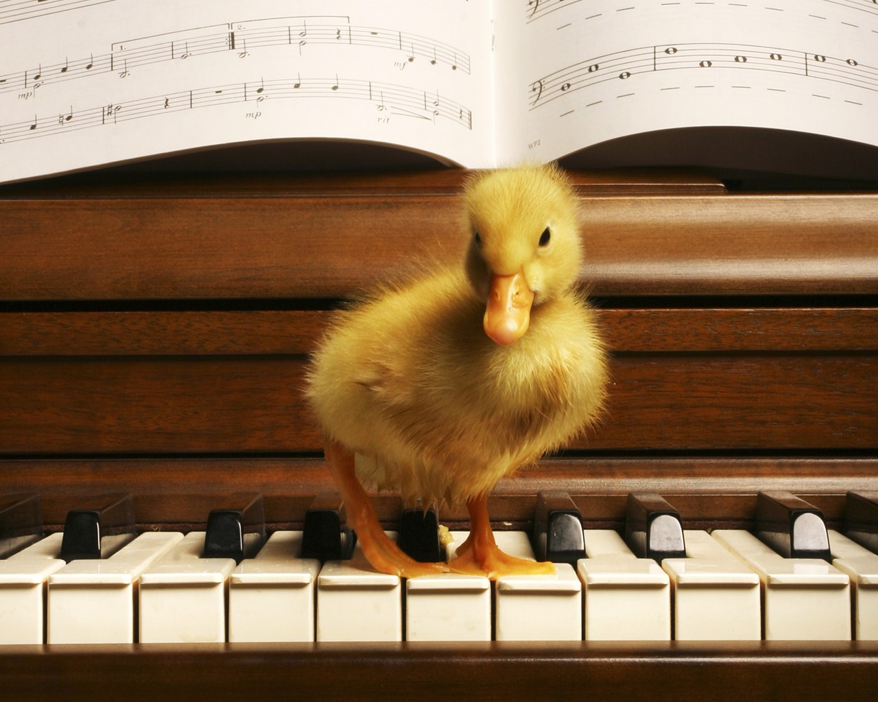 1264144261_1280x1024_a-yellow-duckling-on-a-piano.jpg