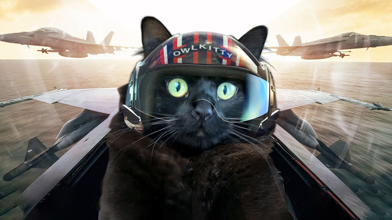 Top Gun with a Cat - YouTube