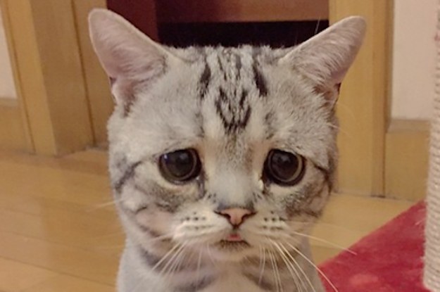 this-may-be-this-cutest-saddest-cat-ever-2-4626-1435188004-0_dblbig.jpg
