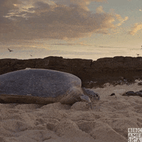 Slow Motion Turtle GIF by BBC America