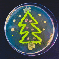 christmas tree GIF by College of Natural Sciences, UT Austin