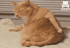 licking of the day GIF