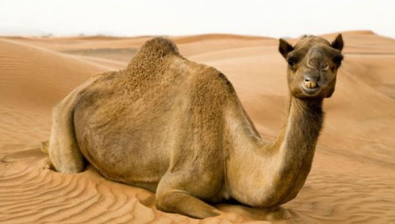 sitting-camel.jpg