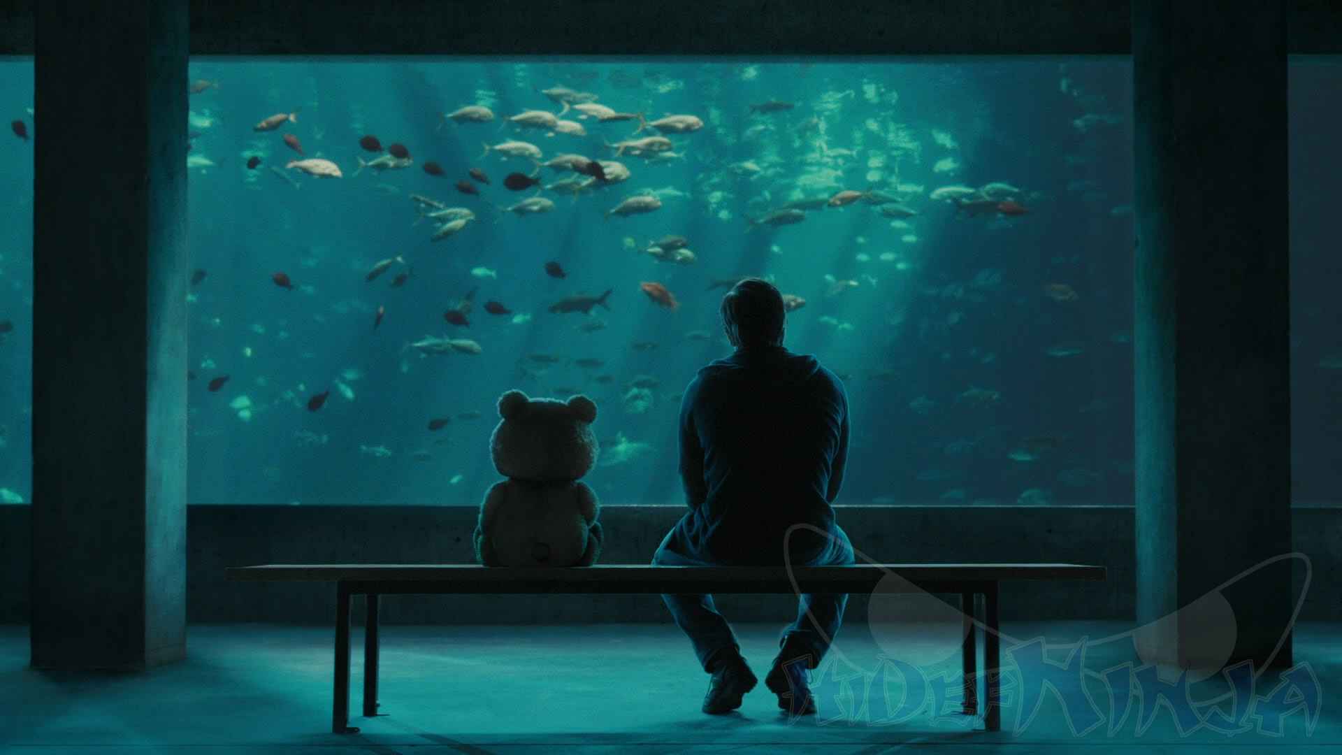 Ted-3 Hi-Def Ninja - Blu-ray SteelBooks - Pop Culture - Movie News